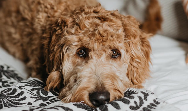 Cute puppy sleeping at home